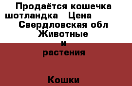 Продаётся кошечка шотландка › Цена ­ 2 000 - Свердловская обл. Животные и растения » Кошки   